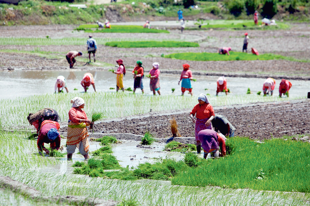 असार १५ गते २२औँ राष्ट्रिय धान दिवस तथा रोपाइँ महोत्सव गर्ने