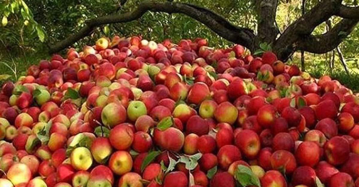 कर्णालीको स्याउ नेपाली बजार, विदेशी स्याउको माग घट्दै