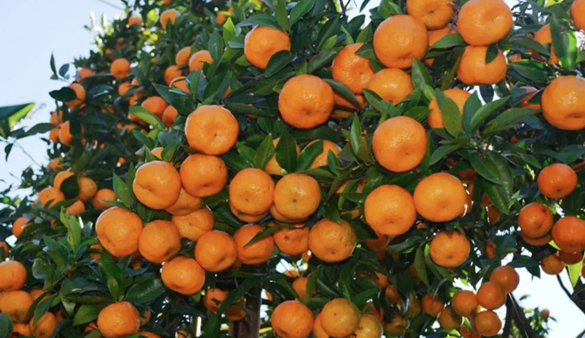 लमजुङमा चार सय मेट्रिकटन सुन्तला उत्पादन