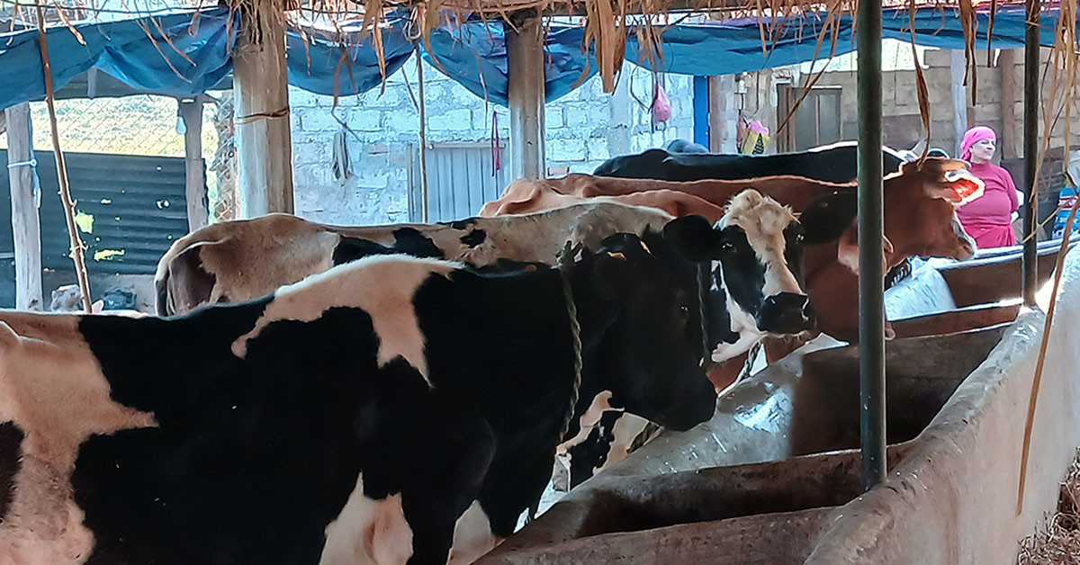 पशुपालन व्यवसायबाट वार्षिक रु १२ लाख आम्दानी