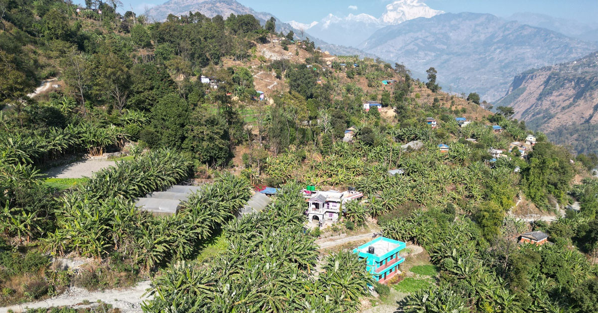 गाउँभरि केराखेती बजारको अभाव,हिजो आज किसान चिन्तित