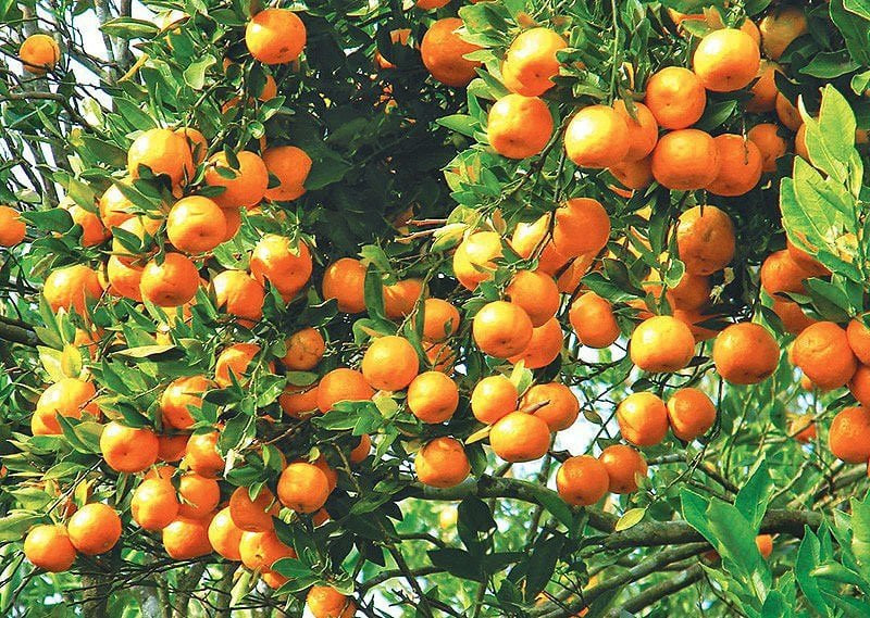 गुल्मीमा सुन्तला उत्पादन बढ्यो