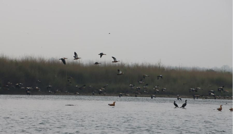 सहश्राव्दी पदमार्गमा पाइने चरा एउटै पुस्तकमा