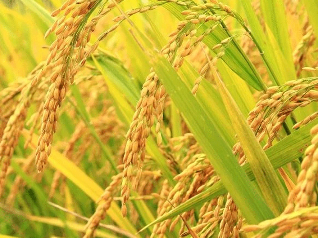 महोत्तरीमा धान उत्पादन बढ्यो