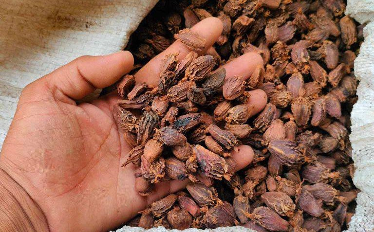 सङ्खुवासभाबाट एक अर्ब बढीको अलैँची निर्यात