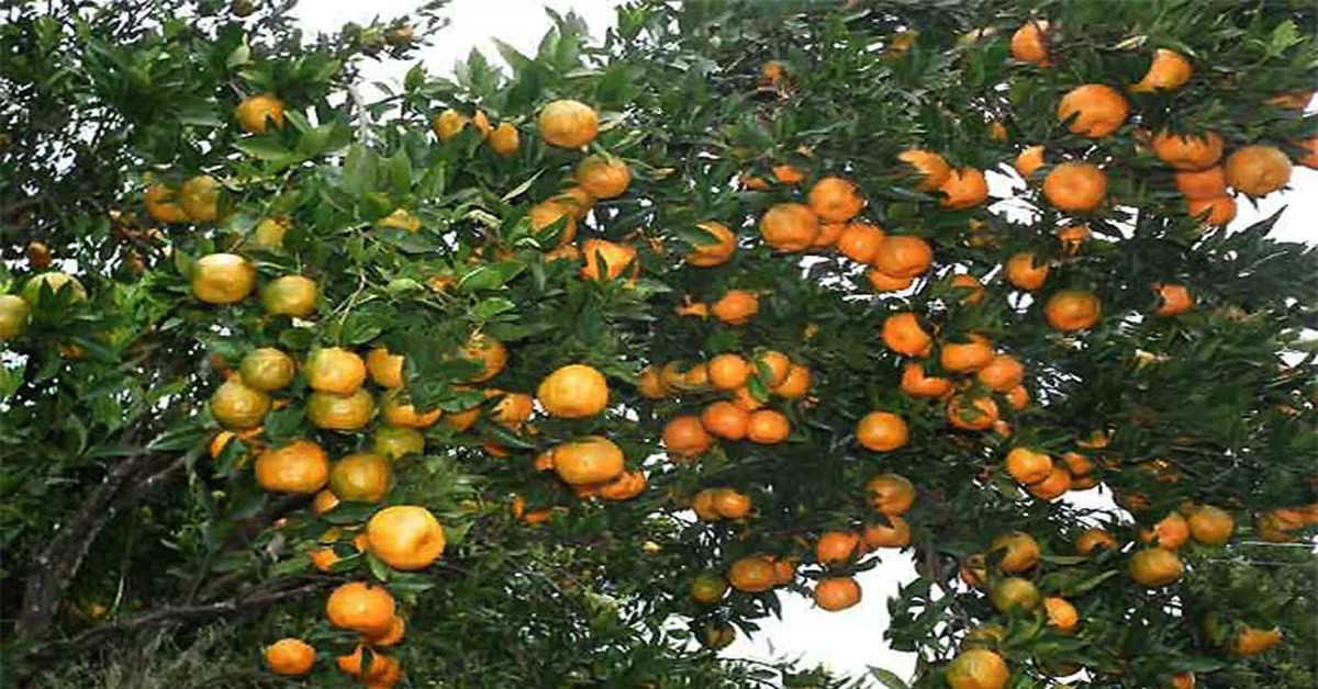नवलपुरमा ९ करोड रुपैयाँ बराबरको सुन्तला उत्पादन