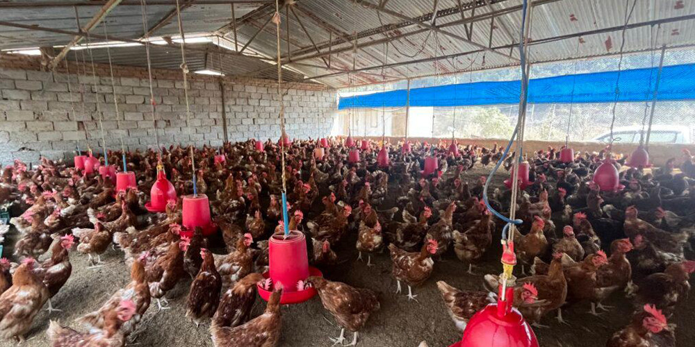 पाँच हजार कुखुरापालनमा सुवेदी, मासिक पाँच लाख बचत