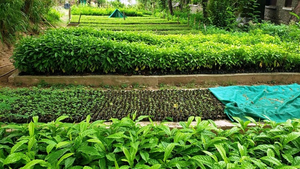 डिभिजन वन कार्यालयले एक लाख १० हजार बिरुवा तयार गरिँदै