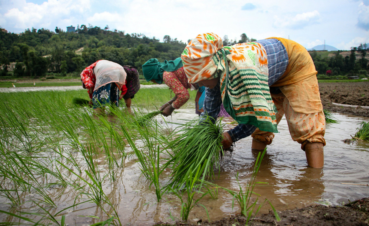 गुल्मीमा ८७ प्रतिशत क्षेत्रफलमा रोपाइँ