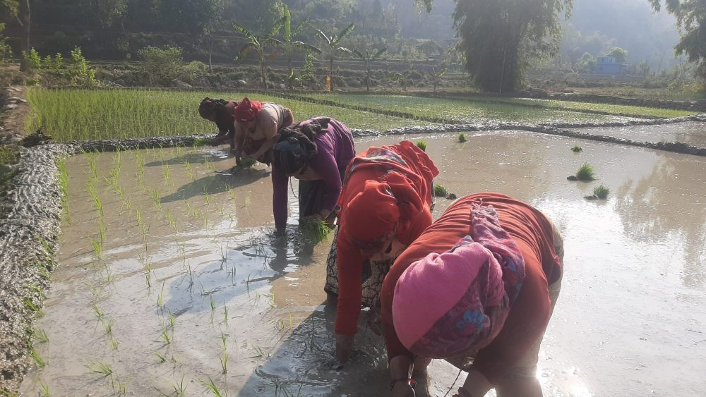 निरन्तर वर्षा भएपछि उदयपुरका किसानलाई  रोपाइँ गर्न भ्याइनभ्याइ