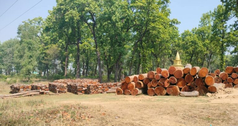 बाँकेमा काठको उत्पादन वृद्धि हुँदै