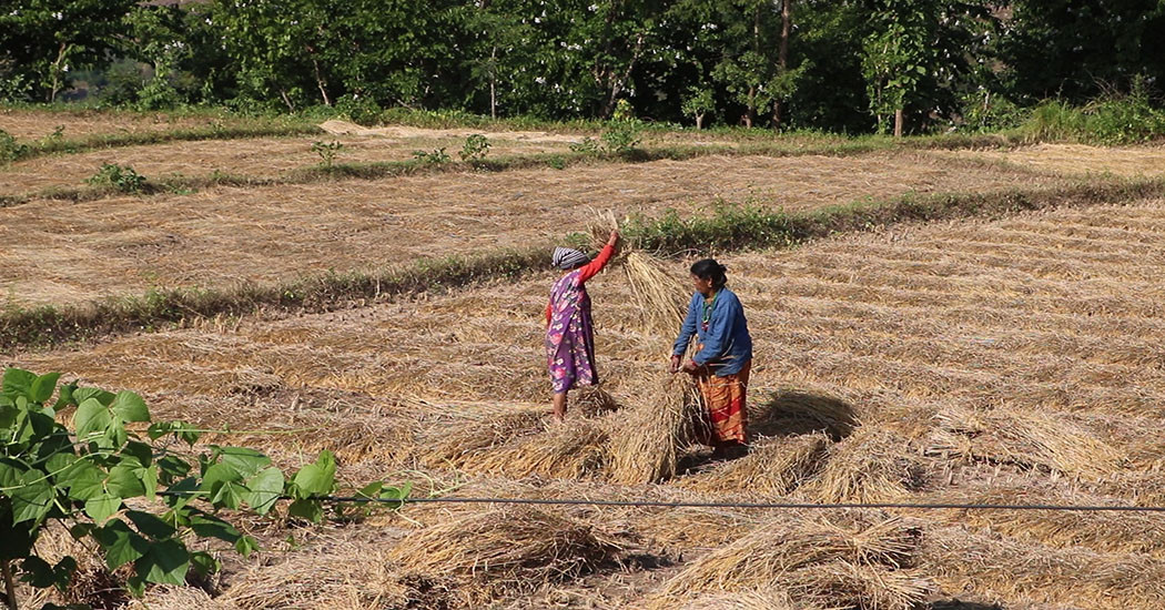 वर्षाले धनकुटामा ४१ करोड ६८ लाखभन्दा बढीको बालीमा क्षति
