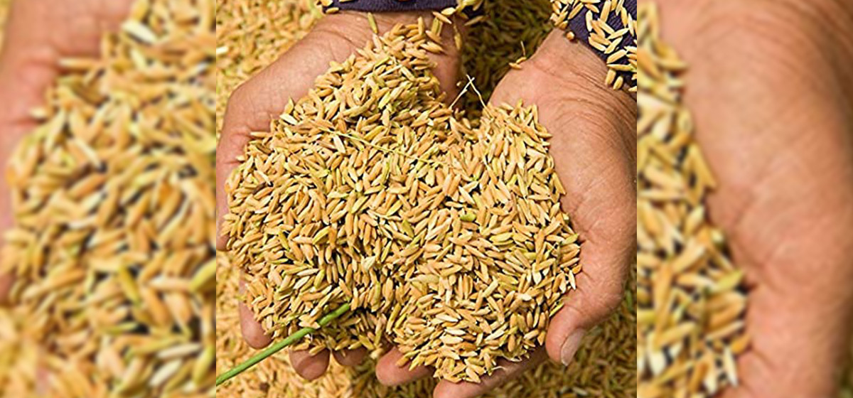 बाँकेमा एक लाख ६० हजार मेट्रिक टन धान उत्पादन