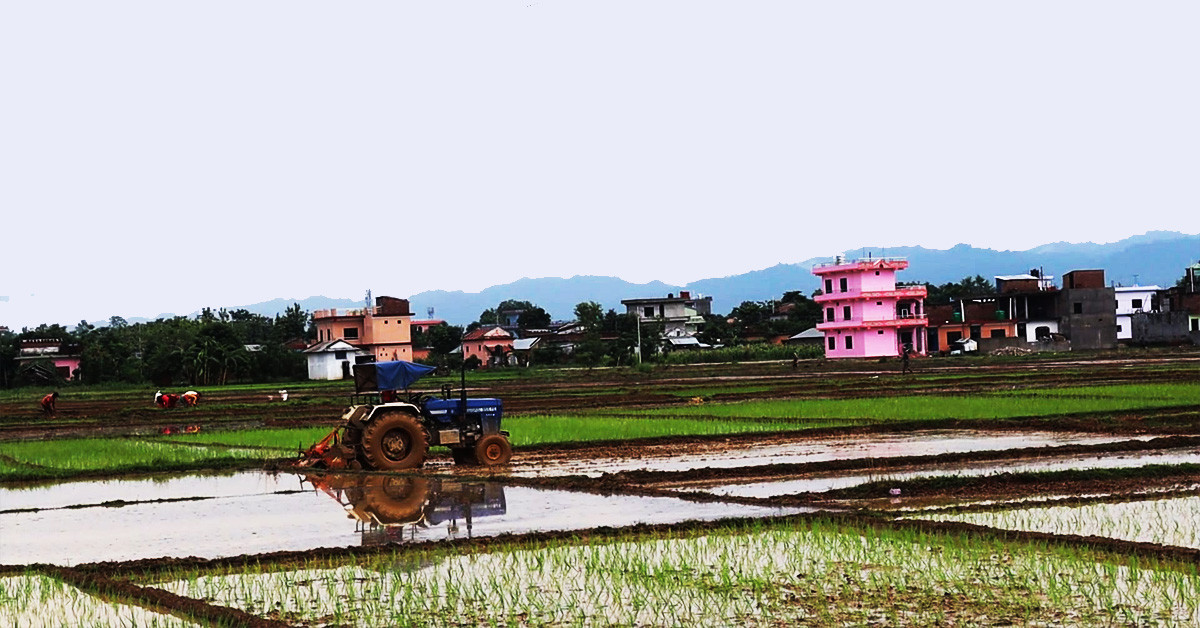 लुम्बिनी प्रदेशमा खेती क्षेत्रफल घटे पनि कृषि उत्पादन बढ्यो