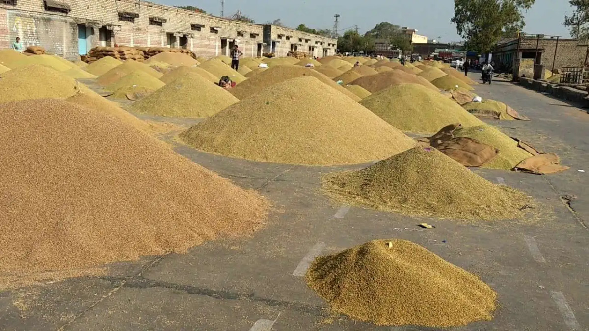 म्याग्दीमा धान उत्पादन बढ्यो
