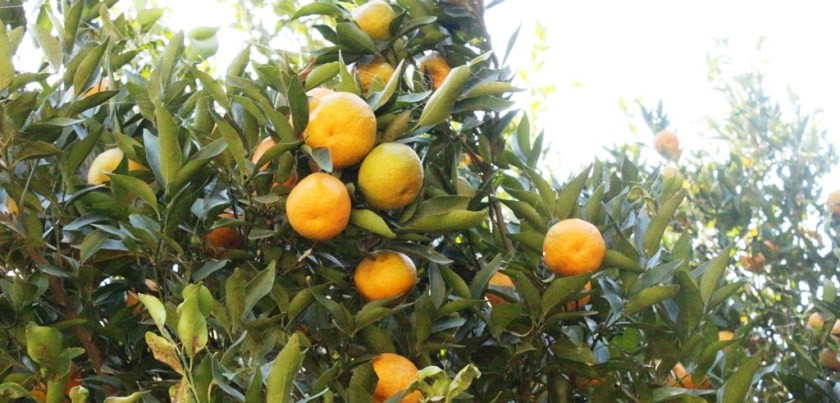 गुल्मीमा  २० करोड ६७ लाख ८४ हजारको सुन्तला उत्पादन