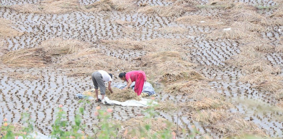 झापामा तीन लाख ५४ हजार मेट्रिकटन धान उत्पादन