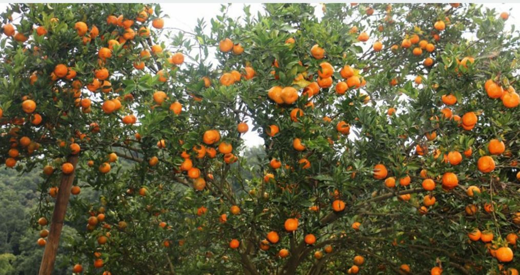खोटाङमा ३४ करोड बढीको सुन्तला उत्पादन