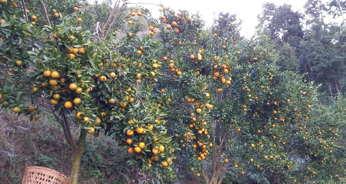 अर्बकुना सुन्तला उत्पादन कृषक समूहद्वारा ८७ लाखको सुन्तला बिक्री