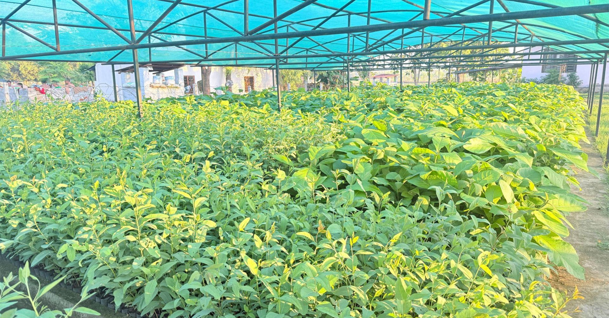 हरियाली बन्दै बाँके, बिरुवा वितरण र उत्पादनमा जोड