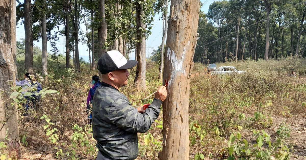 तनहुँ जलविद्युत् आयोजनाः प्रसारण लाइन निर्माणका लागि रुख छपान सुरु