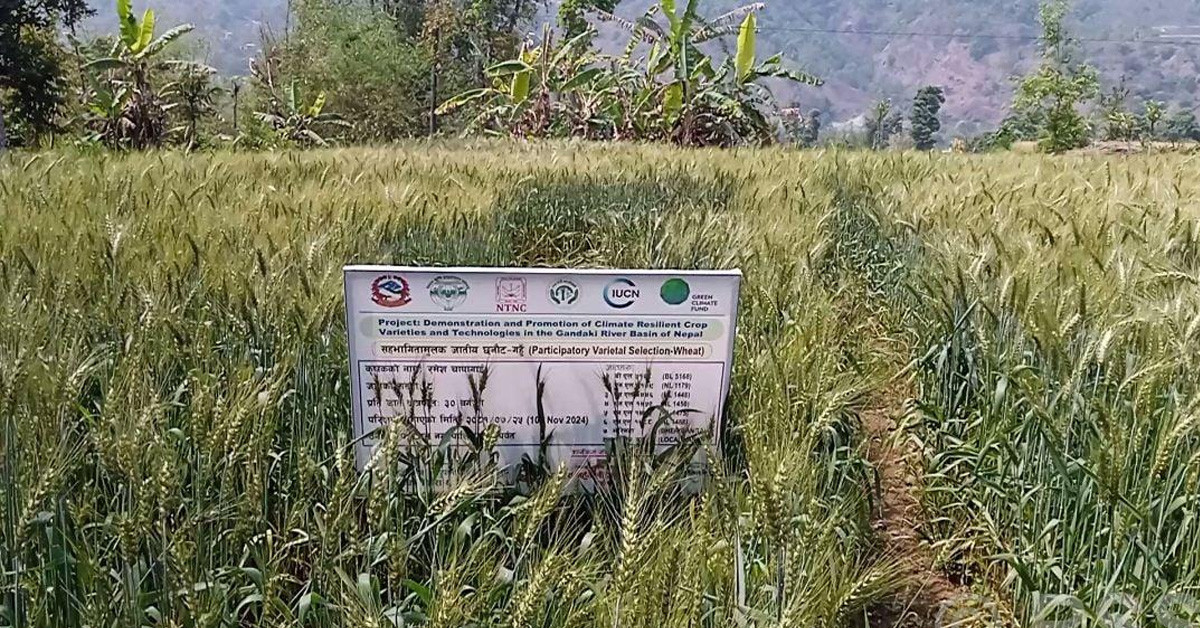 पर्वतमा गहुँबालीको प्रजनन बिउ उत्पादन गरिँदै