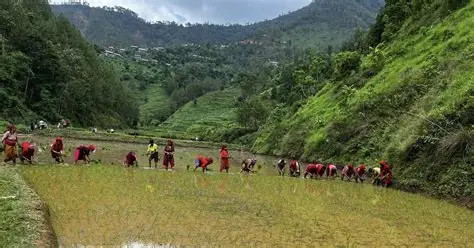 मधेसका अधिकांश जिल्लामा धान रोपाइँ अन्तिम चरणमा