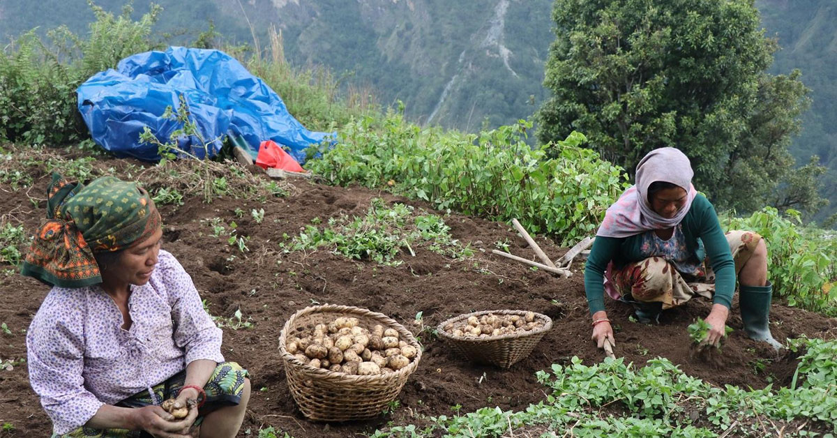 म्याग्दीमा आलु उत्पादन ५.३७ प्रतिशतले घट्यो