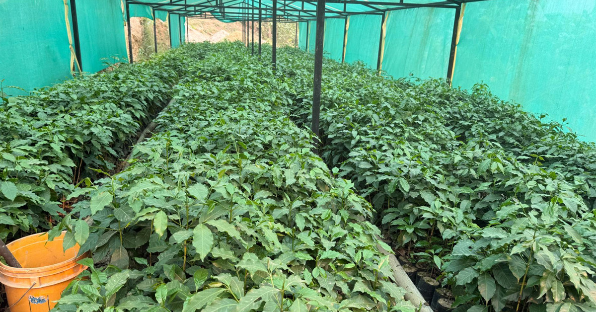 गुल्मीमा ३८ जातका कफीको परीक्षण, तीन जात सिफारिसको अन्तिम चरणमा